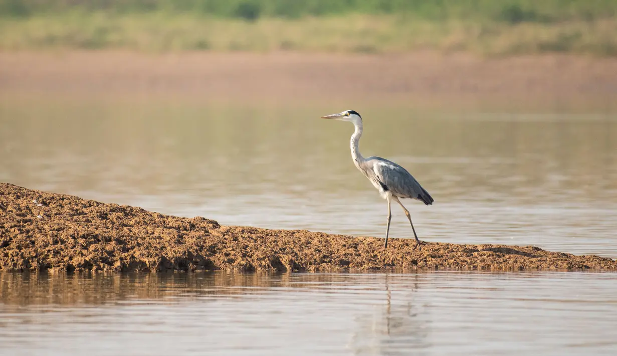 Seekor burung kuntul berjalan di Danau Dongting Barat, Changde, Provinsi Hunan, China, 11 November 2020. Danau Dongting Barat, beserta lahan basahnya yang memiliki kekayaan hayati, telah menjadi jalur utama bagi kawanan burung yang bermigrasi. (Xinhua/Chen Sihan)