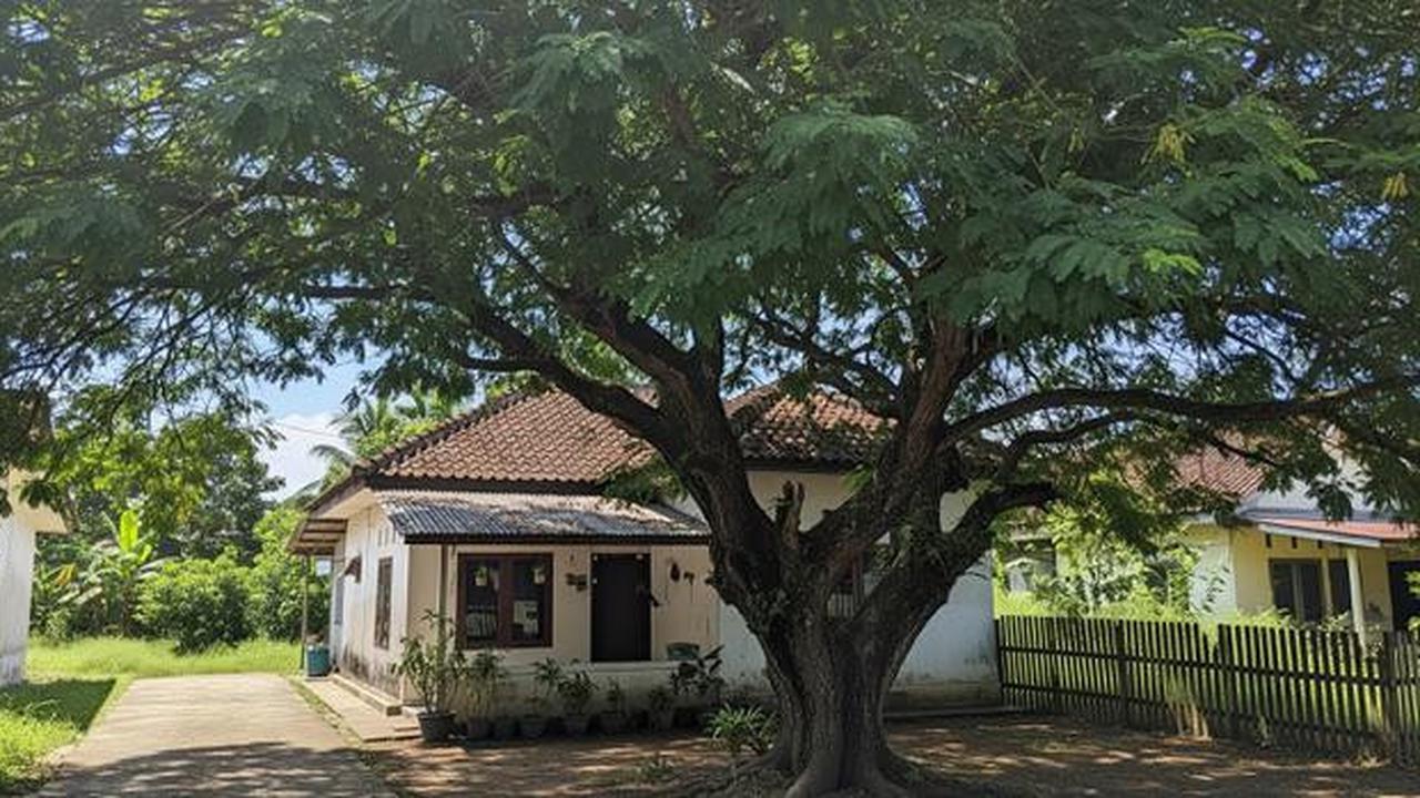 Buah Apa yang Sekaligus Bisa Jadi Peneduh Depan Rumah? Ini 7 Rekomendasinya