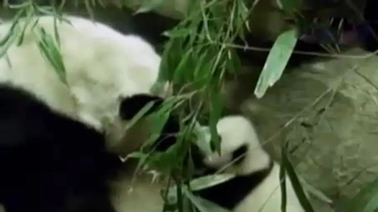 Segmen 3: Gerakan Menanan Pohon hingga Lucunya Bayi Panda