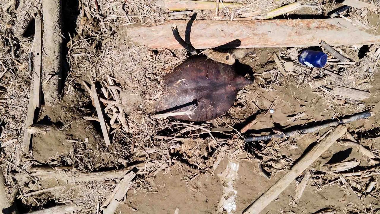 FOTO: Menyedihkan! Gajah Sumatera Ditemukan Tewas Terjebak Material Banjir Bandang di Pidie Jaya
