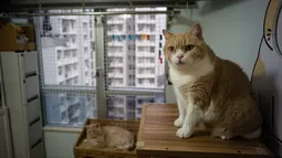 Seekor kucing mengamati pengunjung yang masuk ke dalam toko tuannya di Hong Kong, Senin (12/12). Warga Hong Kong, khususnya para pedagang percaya bahwa memelihara kucing di tokonya akan membawa keberuntungan. (AFP Photo/Anthony Wallace) 