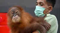 Nestapa 3 Bayi Orangutan di Kampar Usai Sang Ibu Mati Terbunuh