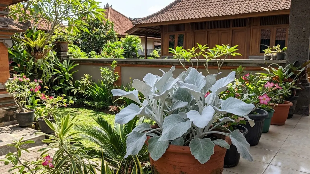 Senecio Candicans, Tanaman Hias dengan Daun Berbulu yang Cocok untuk Taman dan Indoor/AI Generated