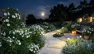 8 Tips Membuat Moon Garden, Pancarkan Keindahan Taman Malam di Halaman Rumah