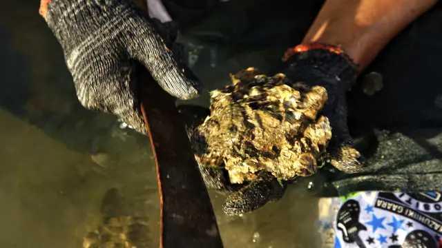 Memanen Tiram di Tepi Pantai Aceh