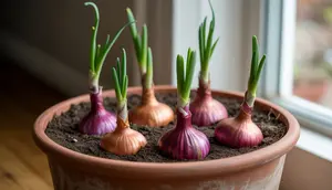 Cara Menanam Bawang Merah di Pot untuk Pemula, Praktis dan Panen Melimpah