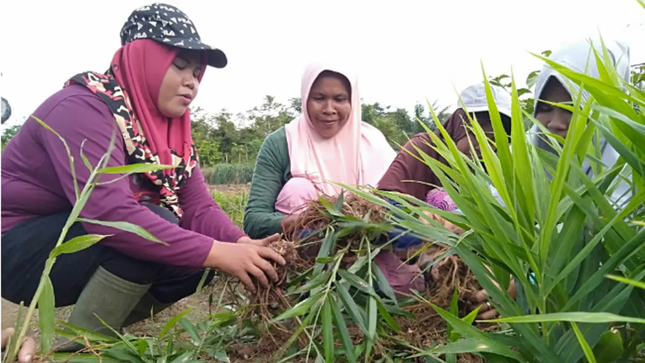 Ketika Emak-Emak di Jambi Produktif Bertani Lewat Hangatnya Jahe Merah