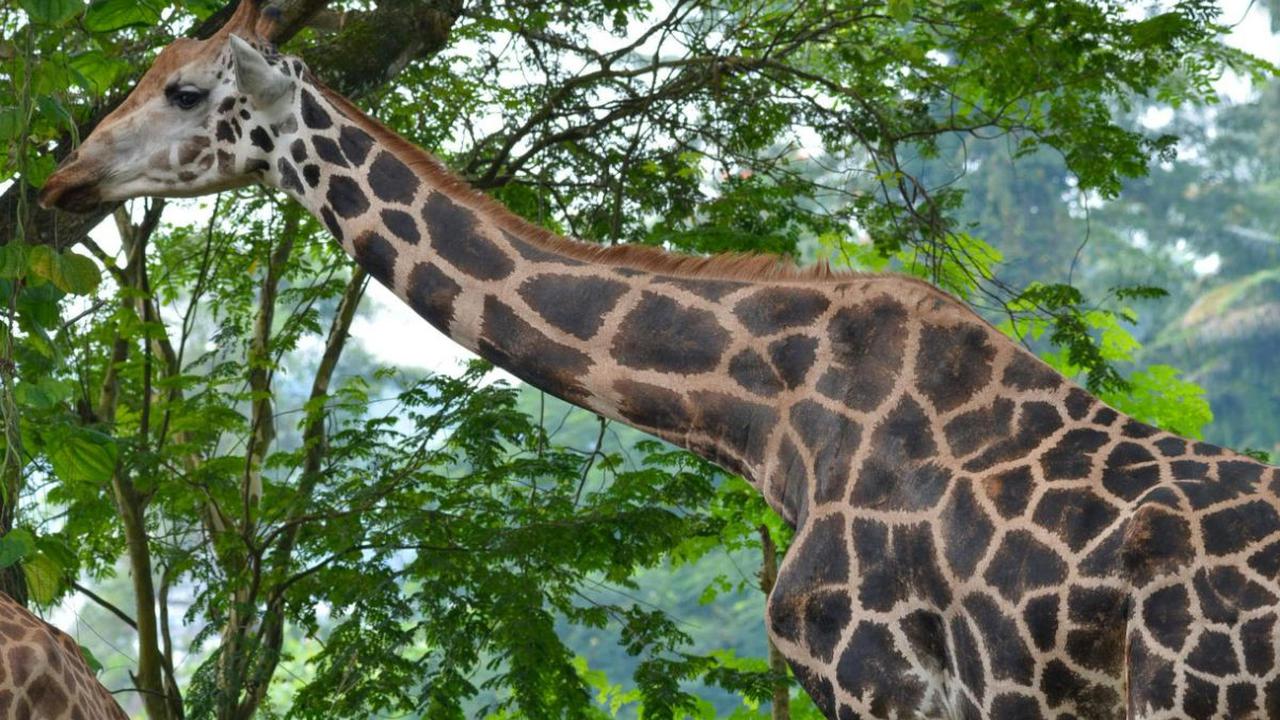 Singapore Zoo