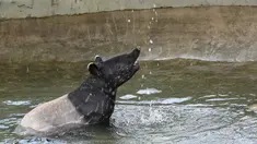 Tapir Betis betina Malaya bernama Sutera bermain di kolam renangnya di taman Night Safari, Singapura (7/10/2019). Tapir Betis belang dan berbintik-bintik yang terancam punah, lahir 25 Juli 2019 adalah generasi keempat dari tapir Malaya yang lahir di taman margasatwa malam pertama di dunia. (AFP Phot