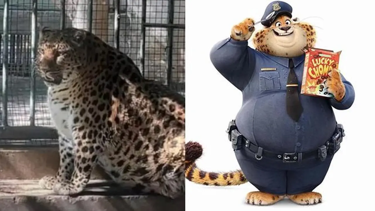 Mirip Karakter Animasi, Kebun Binatang Ini Jalankan Program Diet untuk Macan Tutul Obesitas