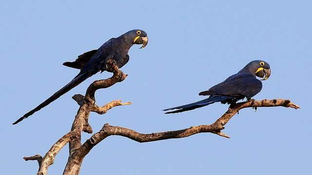 48 Gambar Burung Hitam Gratis Terbaru