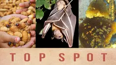 (liputan6.com)