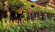 10 Cara Membuat Lorong Kebun Buah Estetik dan Produktif di Rumah