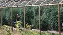 Suasana kebun ganja di pekarangan rumah Steve Dillon di Humboldt County, California pada 28 Agustus 2016. Di kebun ini terdapat sekitar 50 pohon ganja yang tumbuh segar. (REUTERS/Rory Carroll)