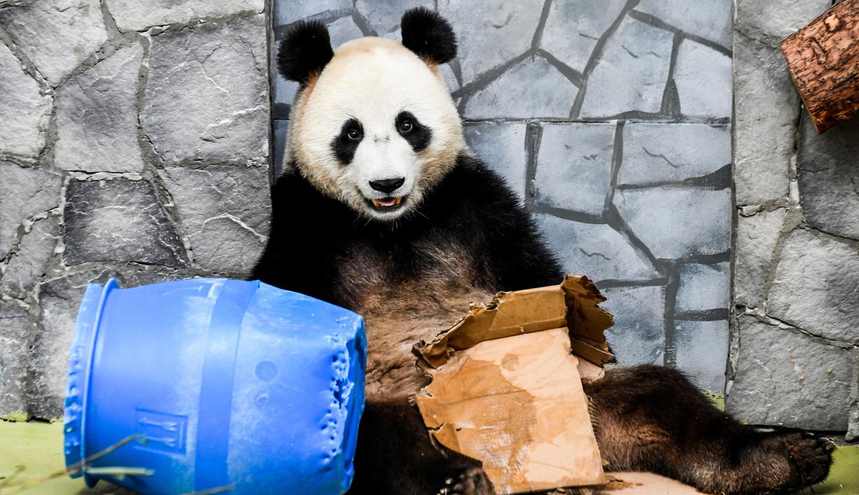 Foto Tingkah Lucu Panda Raksasa Di Kebun Binatang Moskow Global