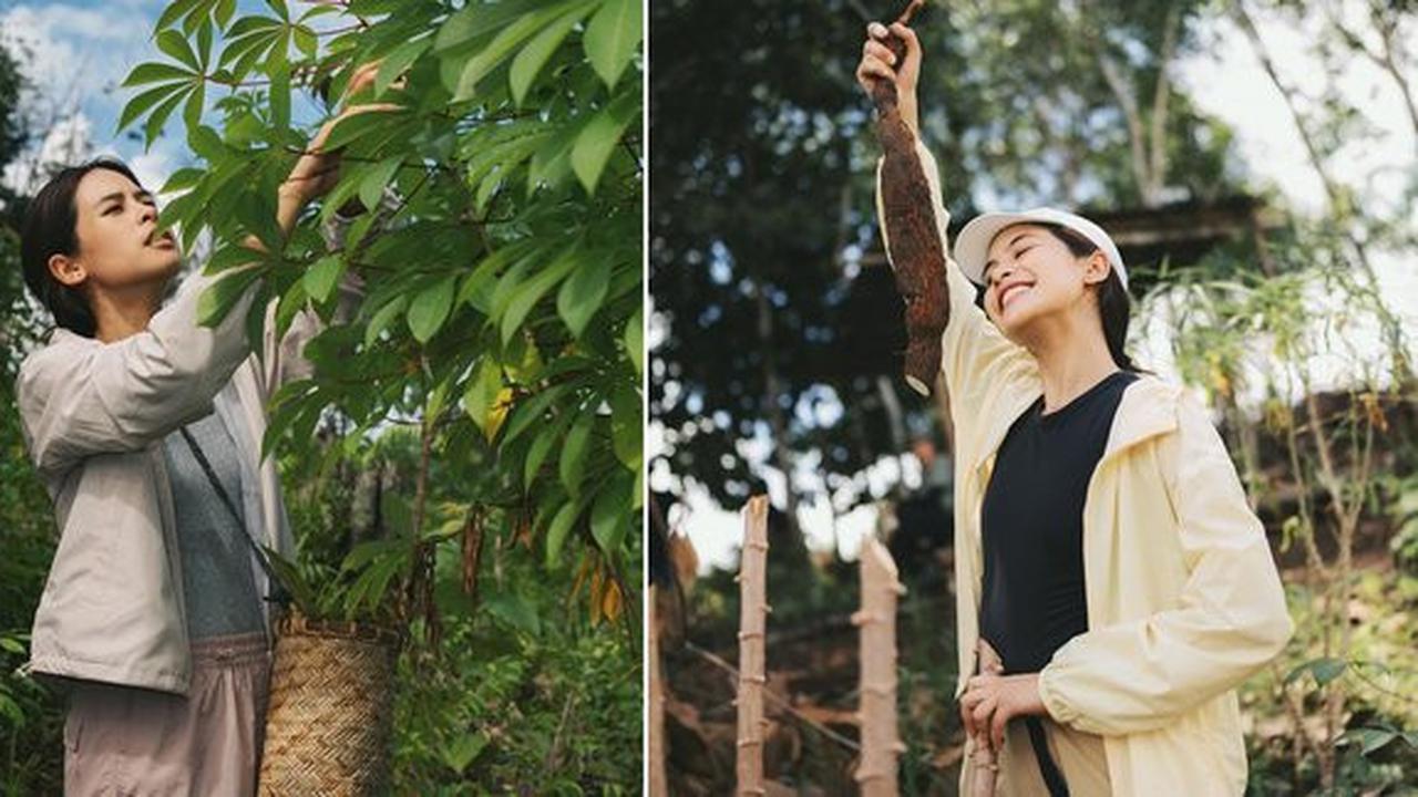 8 Potret Maudy Ayunda Panen Singkong dan Meramban Daun di Hutan Kalimantan