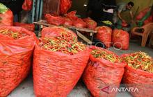 Harga Cabai Makassar Melonjak Drastis Jelang Ramadhan, Tembus Rp55 Ribu per Kilogram