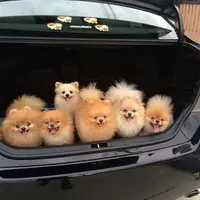 Imutnya para anjing pomeranian ini membuatmu ingin ditemani selamanya oleh mereka.