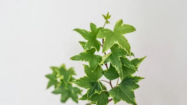 Ilustrasi Tanaman English Ivy/Photo by Claudia Pop on Unsplash