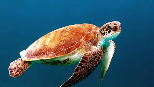 6 Alasan untuk Percaya Pola Makan Bisa Membawa Perubahan Kelestarian Hayati