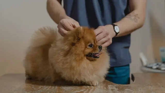 Dog Grooming