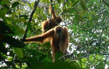 BKSDA Aceh Selamatkan Orang Utan Sumatra Terisolasi di Perkebunan Sawit