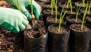 Menanam Bawang Merah di Polybag