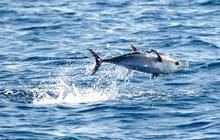 2 Mei Hari Tuna Sedunia, Momen untuk Mengenal Ikan Penuh Gizi