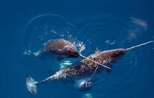 Potret Makhluk Misterius di Laut yang Punya Tanduk Seperti Unicorn, Panjangnya Hingga 3 Meter