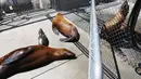 Mekarnya ganggang telah membuat singa laut dan lumba-lumba di sepanjang Pantai California Selatan menjadi sakit. (Mario Tama/Getty Images/AFP)