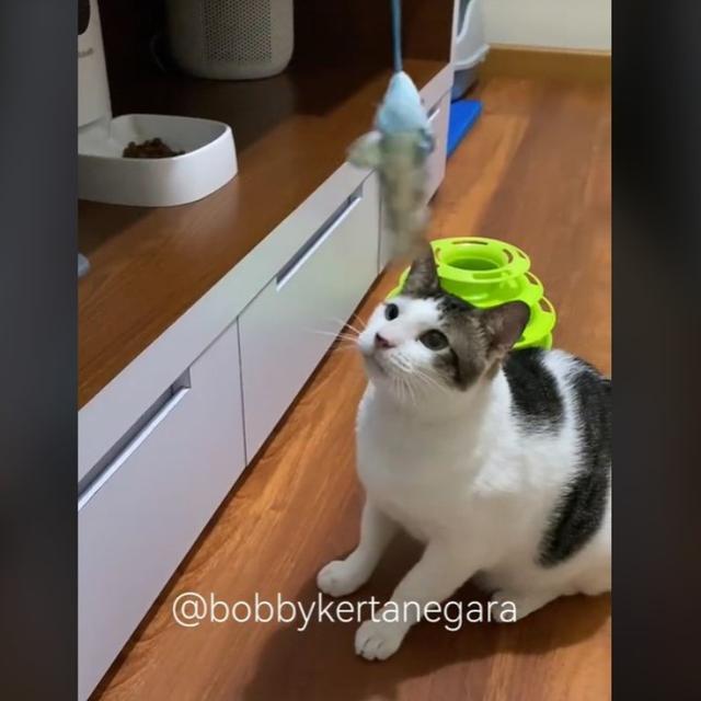 Penampakan Kamar Tidur Kucing Prabowo Subianto,, Bobby Kertanegara yang Dilengkapi AC Bikin Iri Warganet.  foto: TikTok @bobbykertanegara