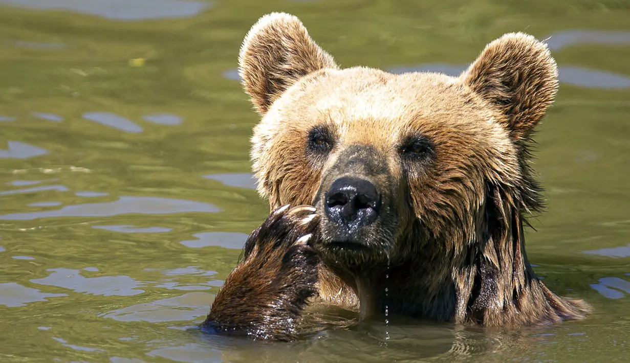 Beruang cokelat Hana mendinginkan diri di kolam air di Bear Sanctuary Pristina, dekat ibu kota Pristina, Kosovo, Kamis (8/7/2021). Warga di Eropa timur yang tidak terbiasa dengan suhu tinggi sedang berjuang untuk mengatasi gelombang panas yang melanda seluruh wilayah. (AP Photo/Visar Kryeziu)