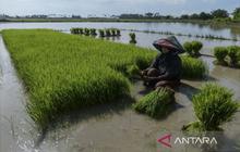 Tahukah Anda? Pemkab Donggala Cetak Sawah Baru 800 Hektare, Ini Dampaknya untuk Swasembada Pangan!