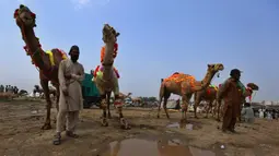 Para penjual berdiri dekat unta mereka yang dihiasi saat menunggu pembeli di pasar ternak untuk Idul Adha di Islamabad, Pakistan, Minggu (26/7/2020). Para pedagang menghias unta agar hewan kurban yang dijualnya dilirik pembeli. (AP Photo/Anjum Naveed)