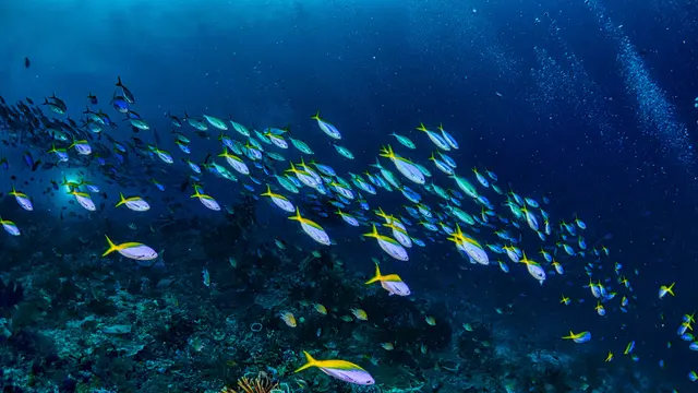 Pilih Seafood yang Masih Hidup