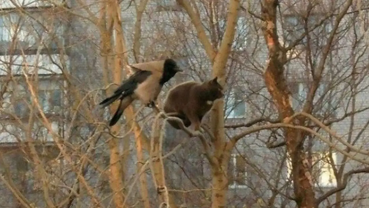 Gemas, 8 Potret Kucing Bertengger di Dahan Pohon Dikira Burung ...