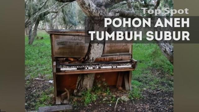 Walaupun terhalang oleh objek di atasnya, pohon-pohon ini tetap indah dan tumbuh subur.
