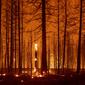 Pohon-pohon terbakar selama kebakaran Dixie dekat Greenville, California, Selasa (3/8/2021). Kondisi kering dan berangin telah menyebabkan peningkatan aktivitas kebakaran saat petugas pemadam kebakaran memerangi kobaran api yang berkobar pada 14 Juli. (AFP/Josh Edelson)