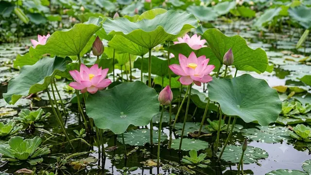 ilustrasi bunga lotus