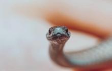 9 Ciri-Ciri Ada Anak Ular di Halaman Rumah yang Harus Diwaspadai