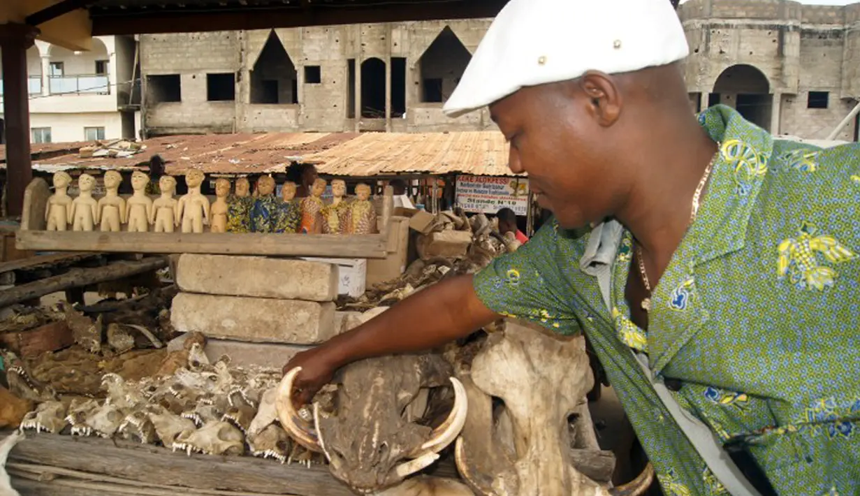 Seorang dukun saat membeli benda-benda sihir di pasar jimat Akodessewa di Togo, Afrika, 5 Agustus 2015. Pasar ini menjual berbagai benda-benda klenik dan juga peralatan sihir. (AFP PHOTO/EMILE KOUTON) 
