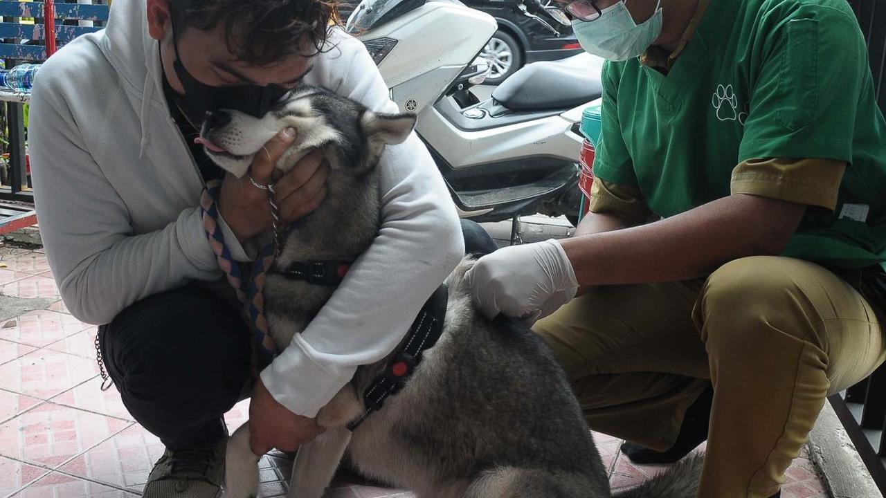 Petugas saat melakukan penyuntikan vaksin rabies gratis pada hewan peliharaan milik warga di Kelurahan  Kayu Manis Jakarta, Senin (10/7/2023).