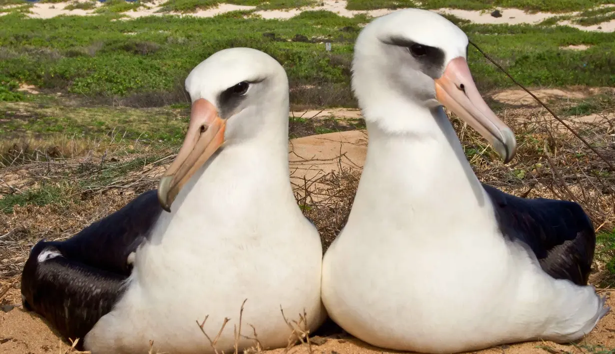 Foto yang diambil pada 26 Januari 2010 sepasang Albatros Laysan berada disarangnya di Hawaii. Christian Gutierrez membunuh Albatros saat ia berkemah bersama temannya saat libur musim dingin. (Lindsay Young / Pacific Rim Conservation via AP)