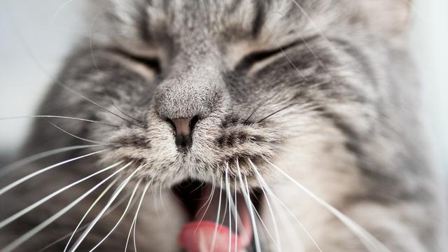8 Hal Unik dan Menarik dari Kumis Kucing yang Perlu Cat Lovers Ketahui
