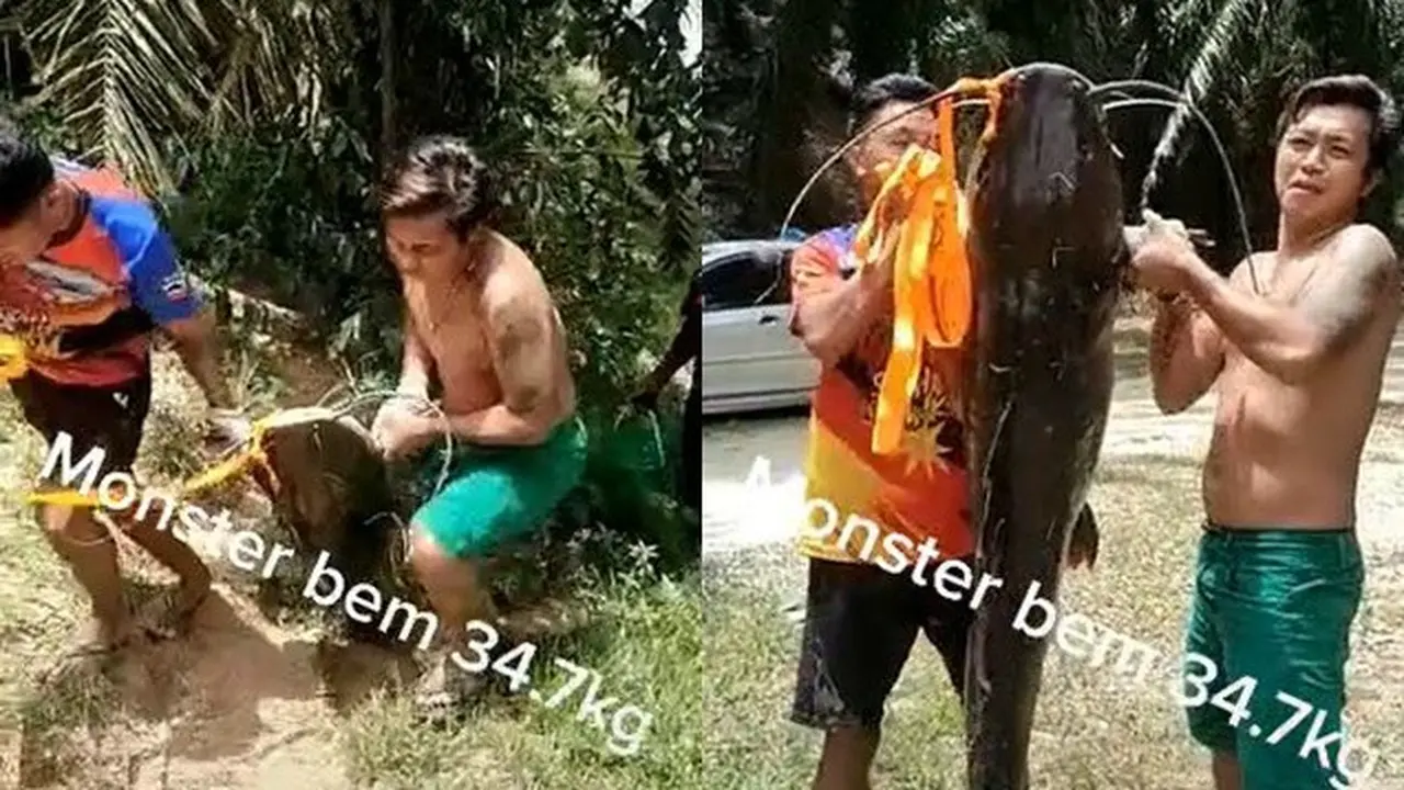 Viral Ikan Lele Raksasa Sebesar Badan Manusia, Beratnya Capai 30 Kg Lebih
