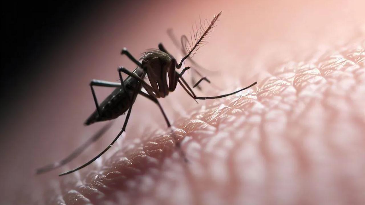 Mengenai karakteristik nyamuk&nbsp;Aedes aegypti&nbsp;dengan wolbachia, menurut Adi, sama. Termasuk dari sisi resistensi terhadap insektisida.&nbsp;<br>