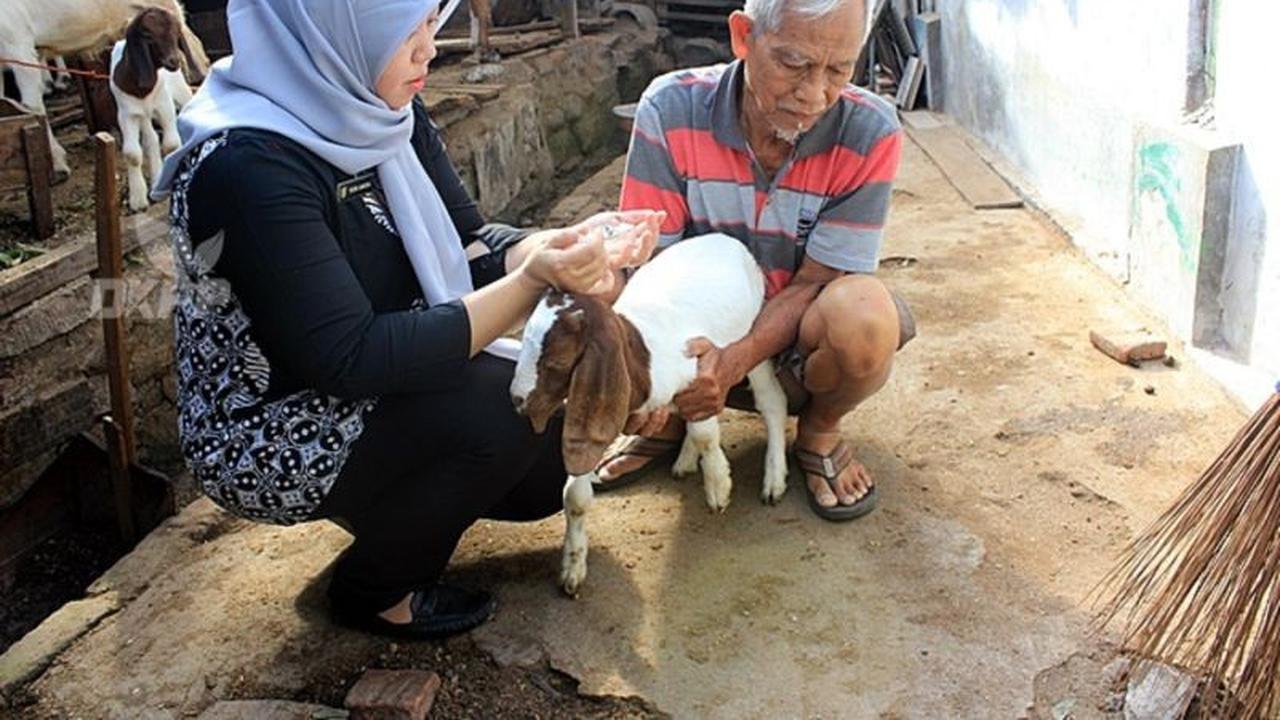 DKPP Kota Madiun Gencarkan Vaksinasi PMK, Lindungi Ternak dari Ancaman Cuaca Lembab