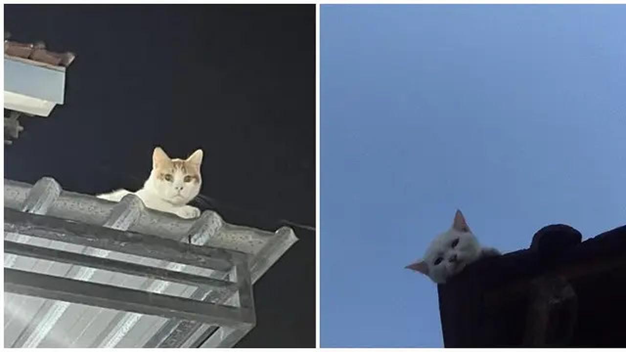 Sering Dianggap Menghilang Bikin Bingung Majikan, Ini Potret Kucing di Atap Rumah Bersantai Mengamati Orang-orang yang Mencarinya