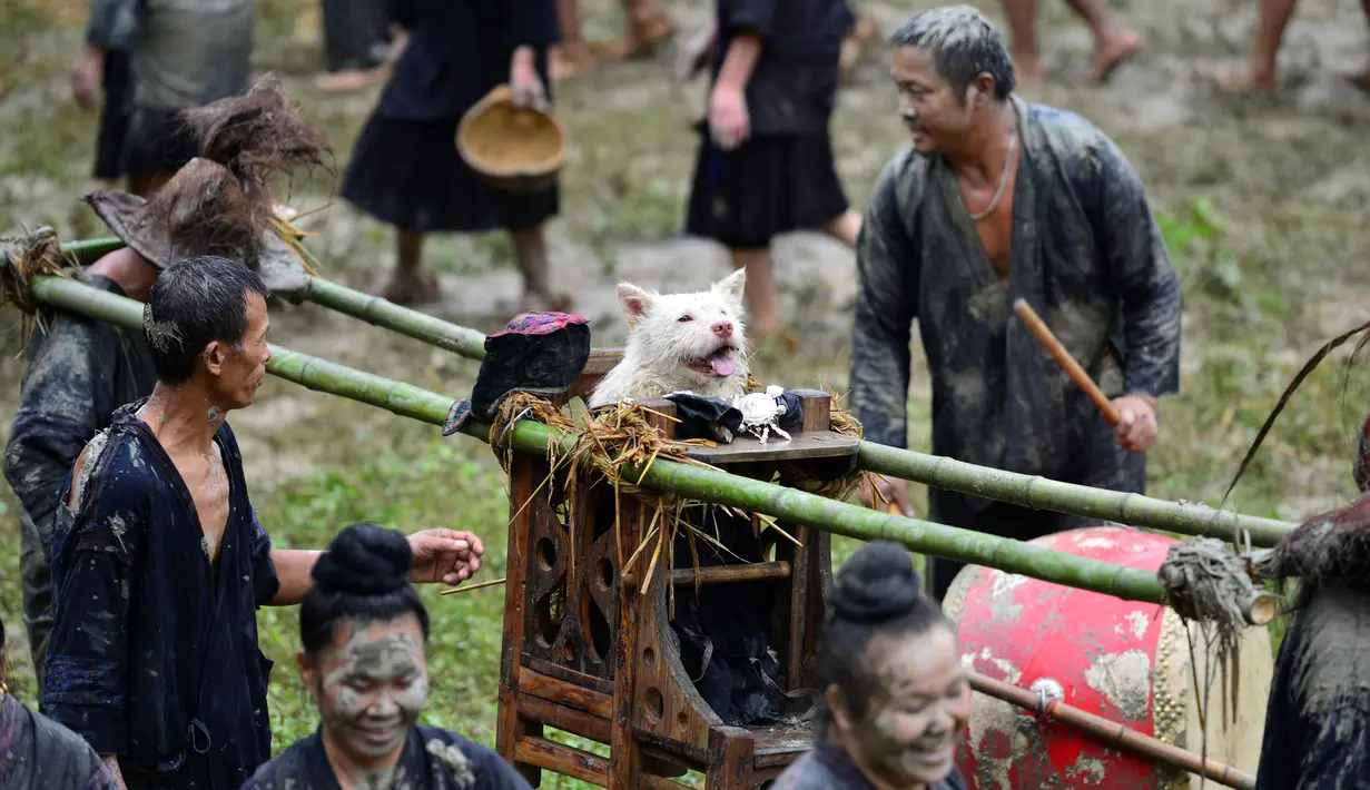 Sekelompok orang dari etnis Miao membawa anjing diletakan di kursi saat festival dog carrying day di provinsi Guizhou, Tiongkok (2/9). Acara ini menampilkan dan memamerkan anjing duduk di kursi yang digotong oleh masyarakat Miao. (AFP Photo/STR/China Out)