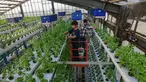 Pekerja melakukan panen sayuran hidroponik pada area vertikal farming Ladang Farm di kawasan Jakarta Selatan, Jumat (25/7/2025). (merdeka.com/Arie Basuki)